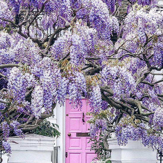 Wisteria hysteria in London
