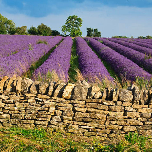 Lavender fields to visit this summer